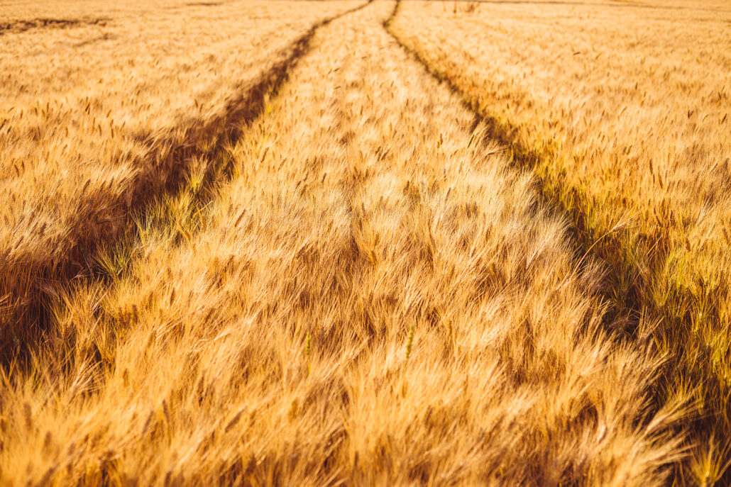 Wheat gold field with tractor tracks, soft focus and bokeh